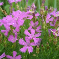 Гвоздика :: Anna Ivanova Гвоздика :: Anna Ivanova