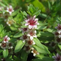 Глаукс приморский :: Anna Ivanova