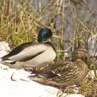 Парочка :: Владимир Зырянов