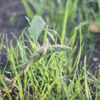 В траве сидел... :: Дмитрий Петров В траве сидел... :: Дмитрий Петров