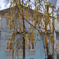 Серёжки берёзки :: Татьяна Машошина