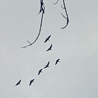 Гуси :: Сапсан 