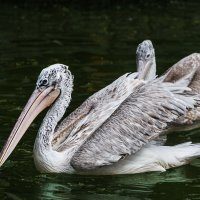 Пеликан :: SanSan 