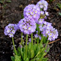 Примула :: Татьяна Лютаева