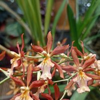 Наипрекраснейшие :: Pippa 