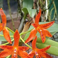 Наипрекраснейшие :: Pippa 