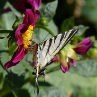 Бабочка Парусник :: Валентин Семчишин Бабочка Парусник :: Валентин Семчишин