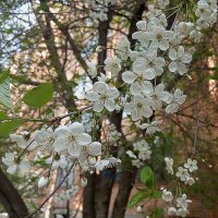 В месяце мае :: Елена Семигина