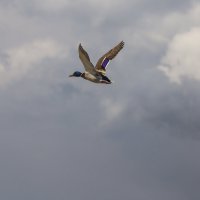 В полëте :: Светлана Тихонина