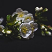 Веточка Вишни 2 :: Giant Tao /