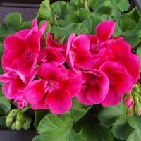 Герань :: Freddy 97