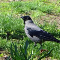 Серая ворона :: Татьяна Смоляниченко Серая ворона :: Татьяна Смоляниченко