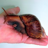 В добрых руках. :: nadyasilyuk Вознюк