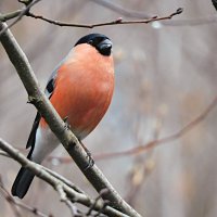 Снегирь :: Лина 