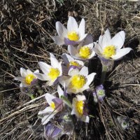 прекрасная сон-трава :: Елена Шаламова