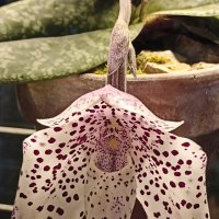 Наипрекраснейшие :: Pippa Наипрекраснейшие :: Pippa