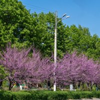 Багрянник европейский :: Игорь Сикорский