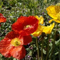 Яркий апрель... :: Галина 