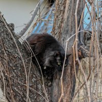 Весна, седина в бороду, бес в ребро... :: Вадим 