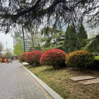 Весна в Китае :: Ирэн 