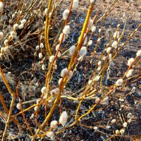 С наступающим Вербным Воскресеньем! :: Лия ☼ С наступающим Вербным Воскресеньем! :: Лия ☼