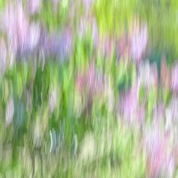 Сирень :: Александр 