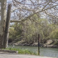 Старый платан & поломанный железобетонный фонарный столб в естественной среде обитания :: Коля Лукашов