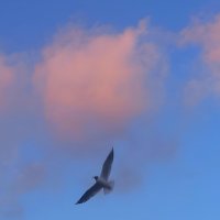 Чайка на закате :: Сапсан 