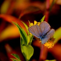 опять про бабочек  1 :: Александр Прокудин