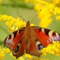 опять про бабочек 5 :: Александр Прокудин