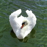 Лебедь городского сада. :: Милешкин Владимир Алексеевич Лебедь городского сада. :: Милешкин Владимир Алексеевич