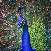 ***** :: Андроник Александр ***** :: Андроник Александр