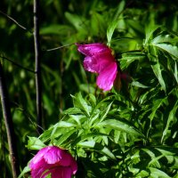 Марьин корень. :: nadyasilyuk Вознюк Марьин корень. :: nadyasilyuk Вознюк