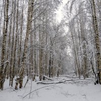 Апрельскими тропами :: Сергей Цветков