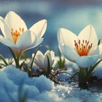 Нежные крокусы :: Людмила Смородинская Нежные крокусы :: Людмила Смородинская