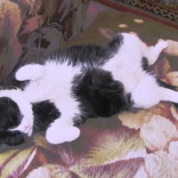 Кайф :: Людмила Смородинская