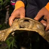 Нечаянный гость. :: Шурф Сьлядек 