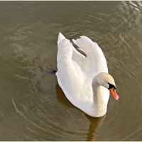 В парковом пруду. :: Валерия Комова