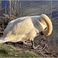 Чистим пёрышки. :: Валерия Комова