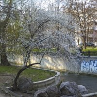 Опять  весна :: Валентин Семчишин