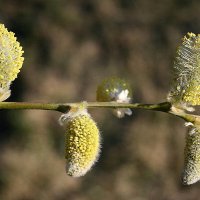 Вербное воскресенье :: zavitok *