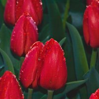 Тюльпаны :: Giant Tao / Тюльпаны :: Giant Tao /