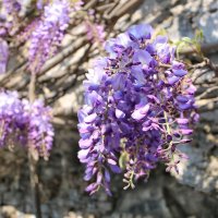 пора Глицинии :: Светлана Баталий