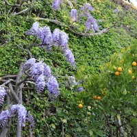 пора Глицинии :: Светлана Баталий