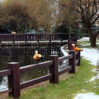 Огари прилетели. :: Владимир Безбородов