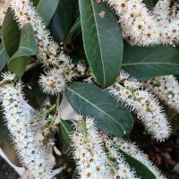 Лавровишня :: Tata Wolf