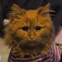 Это был кот. :: Елена 