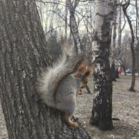 В черте города :: Валентина Богатко 
