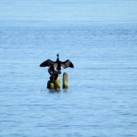 весна :: ИННА ПОРОХОВА весна :: ИННА ПОРОХОВА