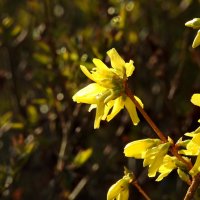 весна :: ИННА ПОРОХОВА